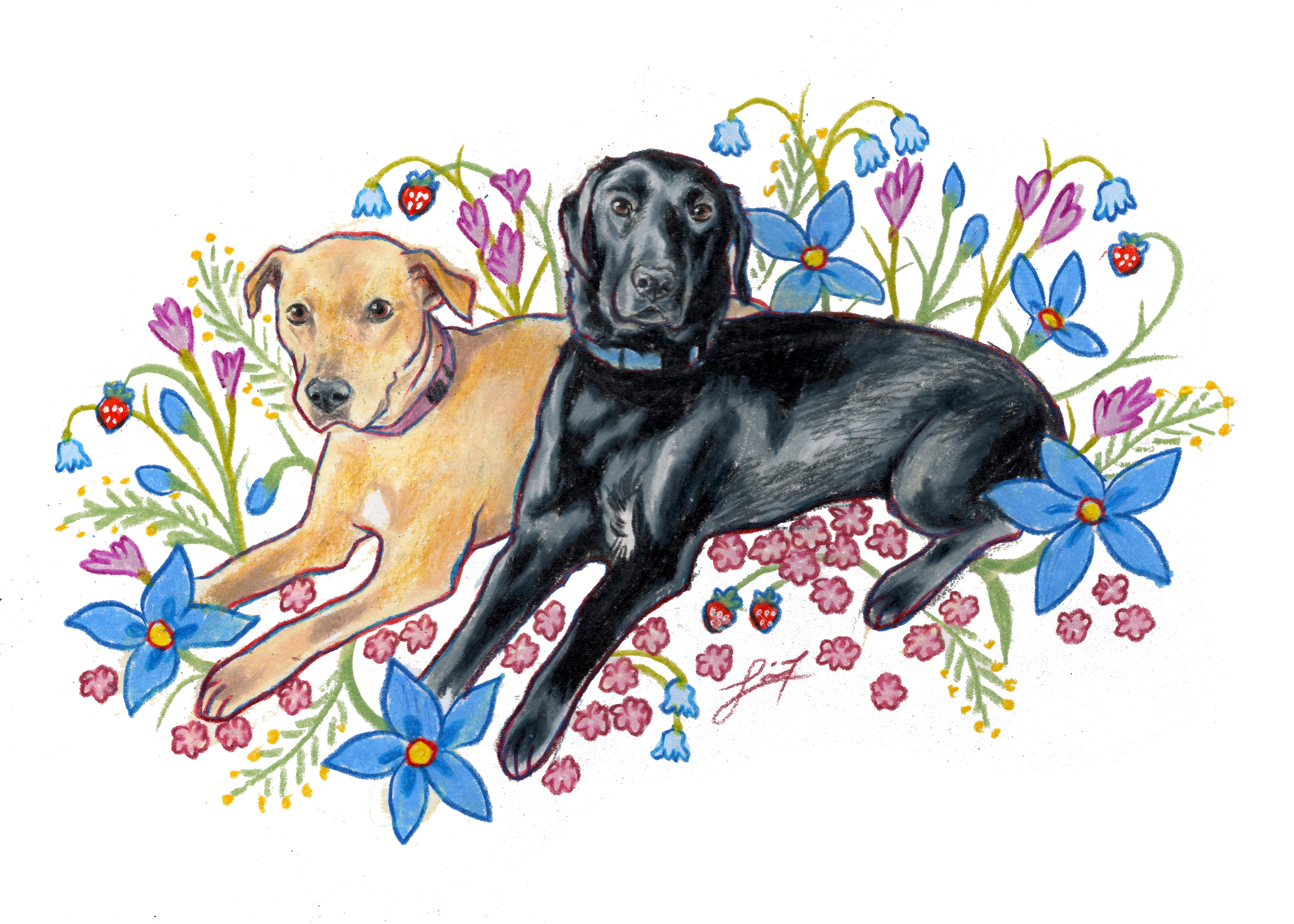 Dog illustration