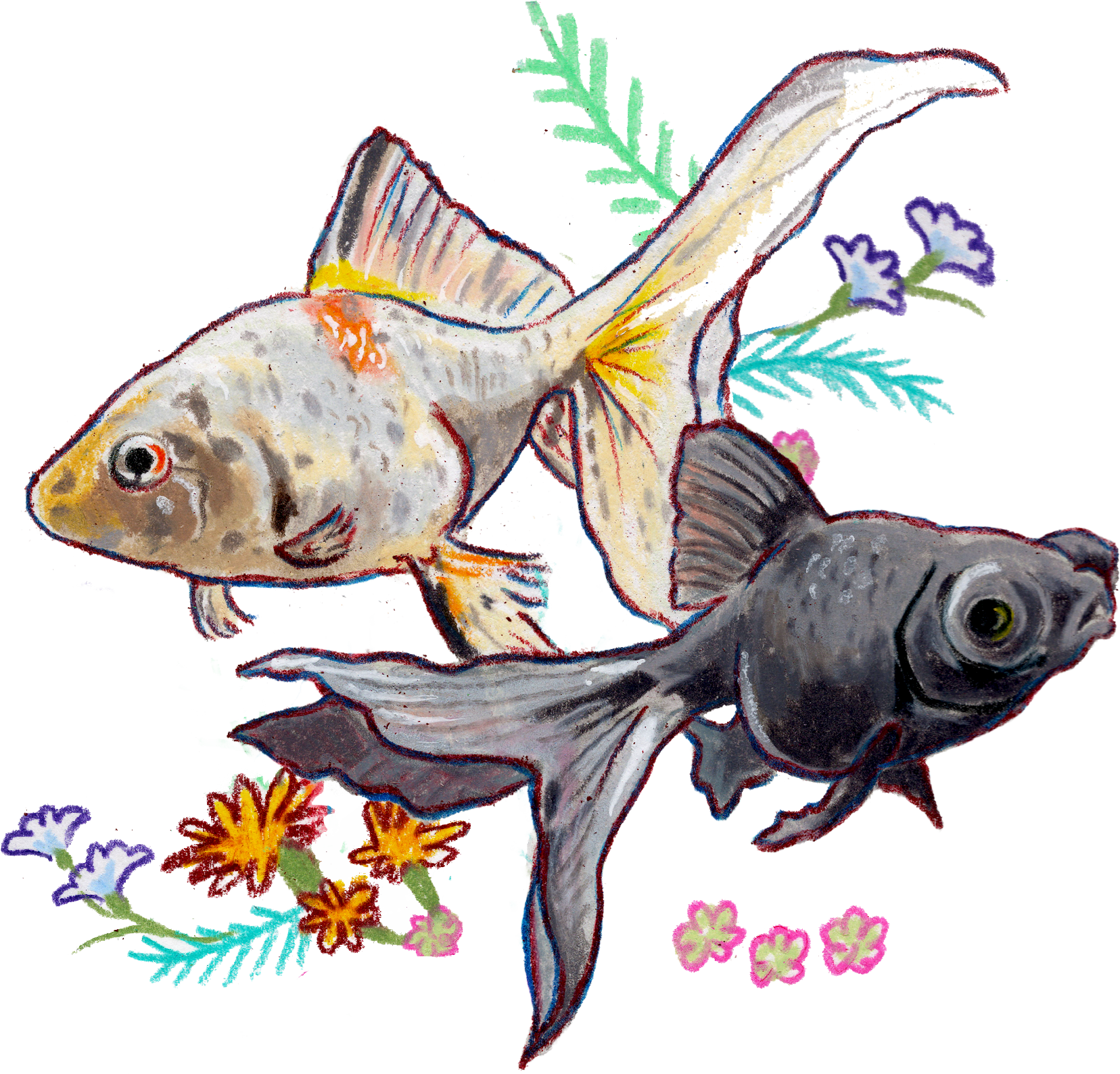 Fish illustration