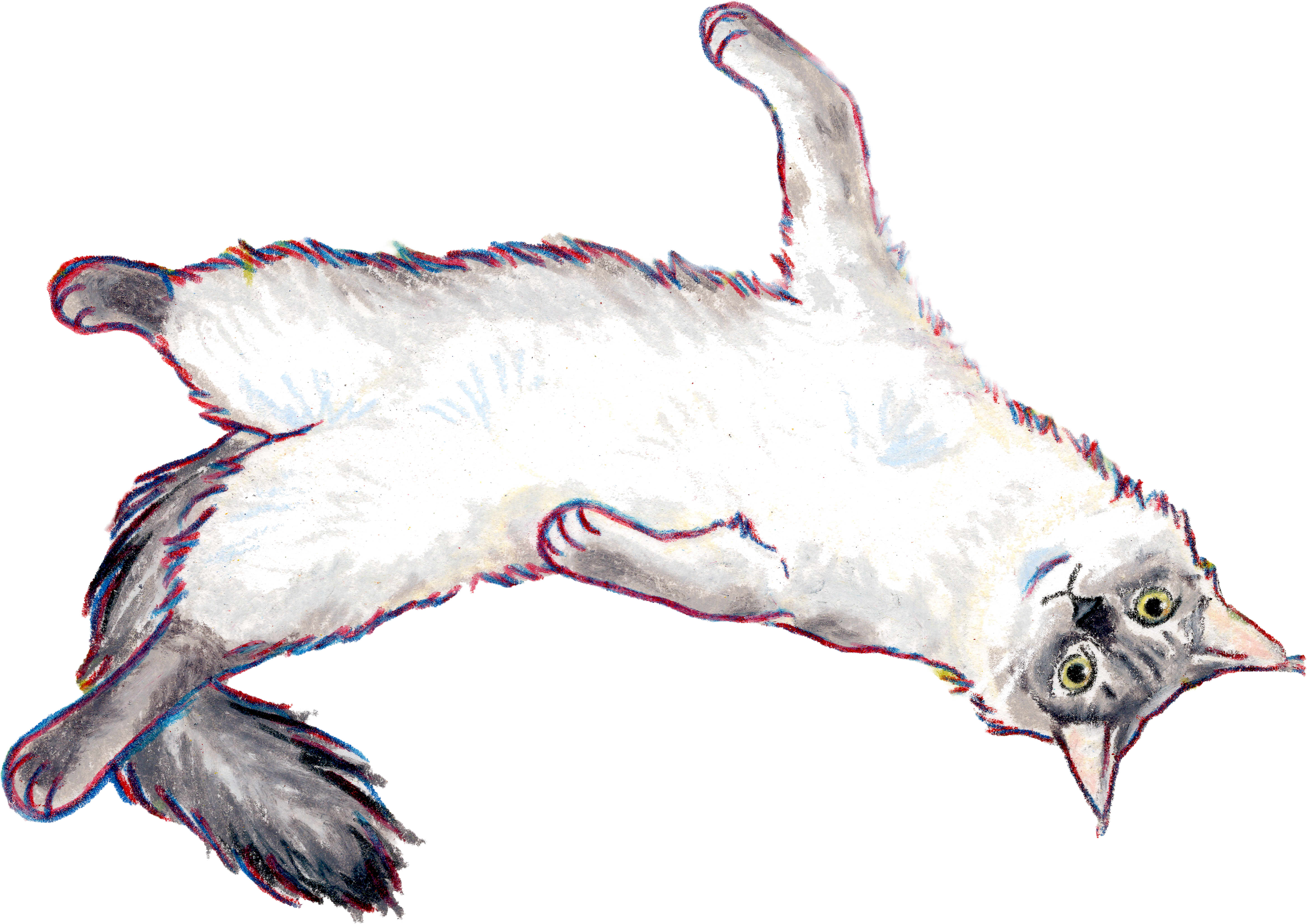 Illustrated cat